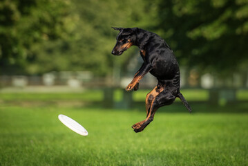 German pinscher dog playing with a frisbee disc. Dog activity. 