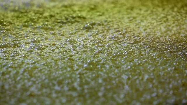 Corn mash bubbling and fermenting for use in Whiskey Bourbon production.