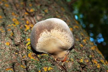 Fomitopsis Betulina known as the birch polypore . Birch bracket common  fungus growing on the tree...