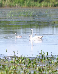 Trumpeter Swan Family