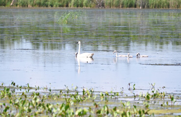 Trumpeter Swan Family