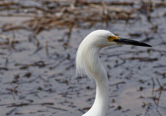 White Egret wading in the Marshland