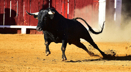 spanish big bull running in the spanish buillring