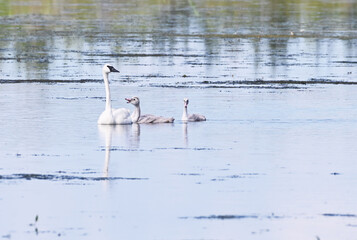 Trumpeter Swan Family