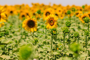 Obraz premium campos de girasoles