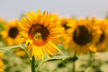 Fototapeta premium campos de girasoles