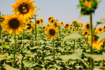 campos de girasoles