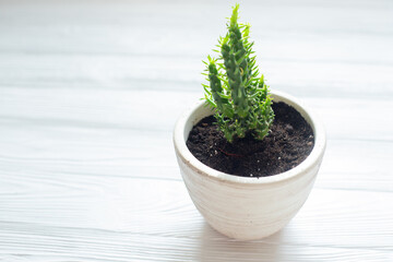 Succulent plant on table. Repotting succulent flower indoors, transplanting a houseplant at home. Transplanting plants at home.