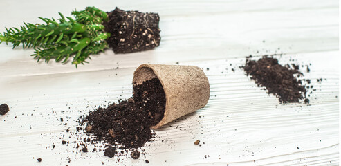 Succulent plant on table with roots, peat cups with crumbled soil. Repotting succulent flower...