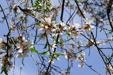 Primavera