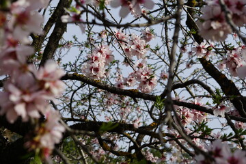 Almendros y cerezos