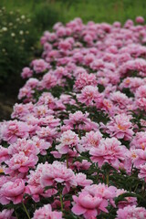 たくさん咲いているピンク色のシャクヤク