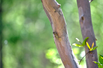 夏の日の庭の百日紅の木とセミ。
