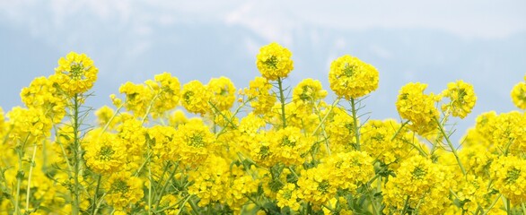 満開の菜の花、菜の花畑、春の花、明るい春の風景