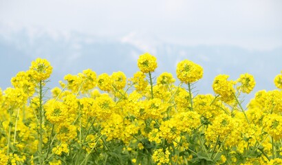 満開の菜の花、菜の花畑、春の花、明るい春の風景