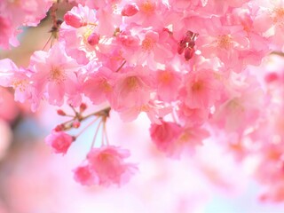 しだれ桜、美しい枝垂れ桜、クローズアップ