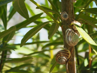 Eobania vermiculata, chocolate-band snails on oleander stem