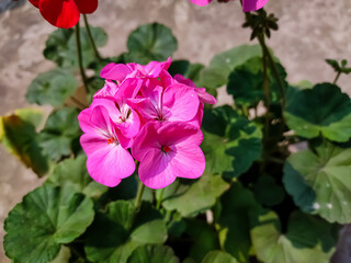 Fototapeta premium Pelargonium is a genus of flowering plants which includes about 280 species of perennials, succulents, and shrubs, commonly known as geraniums, pelargoniums, or storksbills.