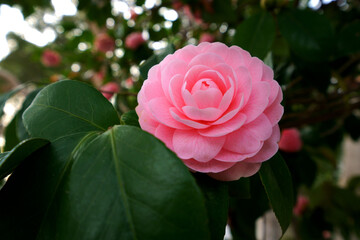 ピンク色の可愛い乙女椿の花が咲く