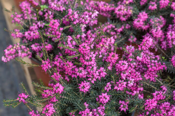 Obraz premium Heather leaves and flowers，Erica 
