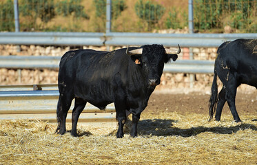 bull in the cattle farm