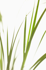 Grass on white background
