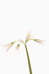 White bell flowers on white background