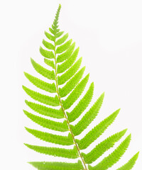 Lush fern branch on white background