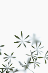 Graphic plant leaves on white background