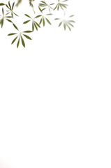 Fototapeta na wymiar Green delicate plant leaves on white background