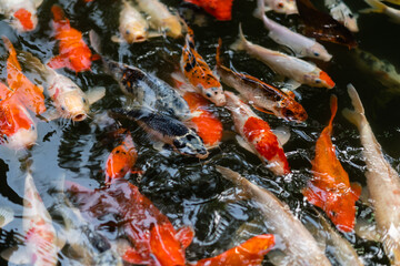 Koi fish or carp fish swimming  in pond