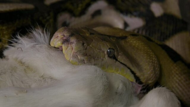 Reticulated python eating a large mammal wrapped up in powerful grip