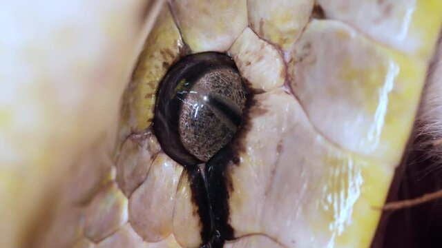Macro Close up of a reticulated python's eye