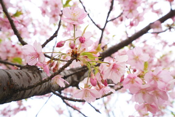 早咲きの河津桜が美しいピンク色の花を咲かせる