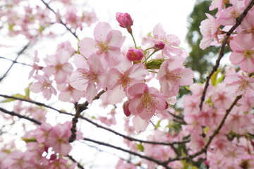 Fototapeta na wymiar 早咲きの河津桜が美しいピンク色の花を咲かせる