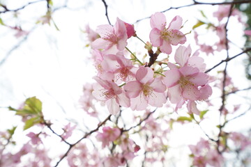 Naklejka na ściany i meble 早咲きの河津桜が美しいピンク色の花を咲かせる