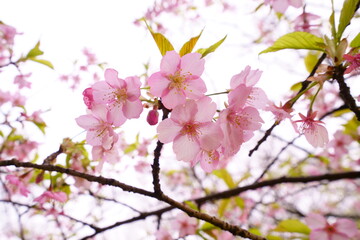 早咲きの河津桜が美しいピンク色の花を咲かせる