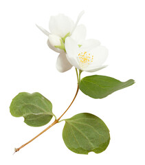 Naklejka na ściany i meble Fresh Jasmine flowers isolated on white. Jasmine blossom on white background