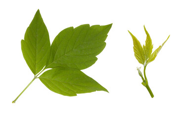 Young spring ash branch isolated on white. 