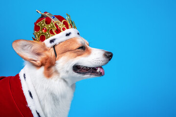 Portrait of smiling welsh corgi Pembroke dog in crown decorated with precious stones and in red...