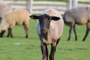 Obraz premium sheep and calf