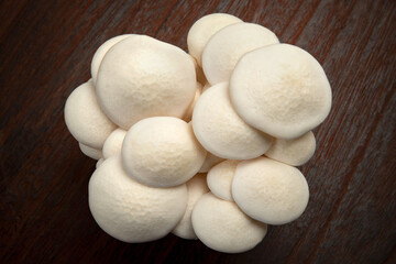 ホワイトブナシメジ