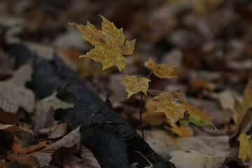 autumn leaves