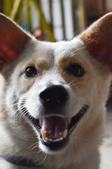 northern breed group Philippines