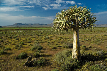 Quiver tree (kokerboom) and wildflowers in spring, Western Cape, South Africa