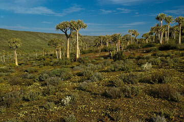 Quiver tree (kokerboom) forest in spring, Western Cape, South Africa