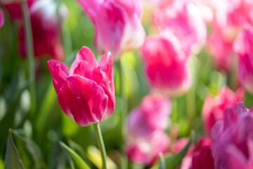 Beautiful bouquet of tulips. colorful tulips. nature background