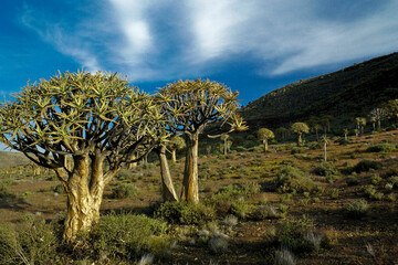 Quiver tree (kokerboom) forest in spring, Western Cape, South Africa