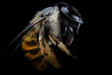 Extreme macro closeup of a bumblebee (Bombus pratorum) in black background