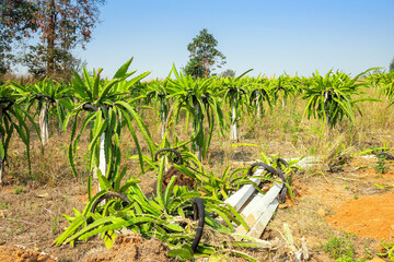 Dragon fruit garden is anthracnose during the rainy season in Thailand.